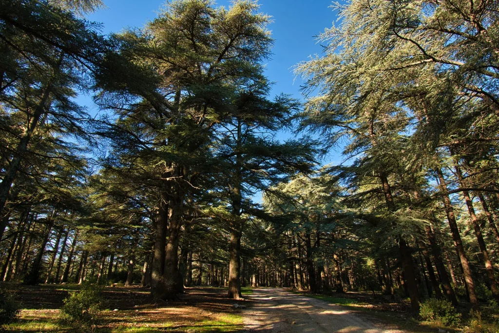 The Cedar Forest in the Luberon.