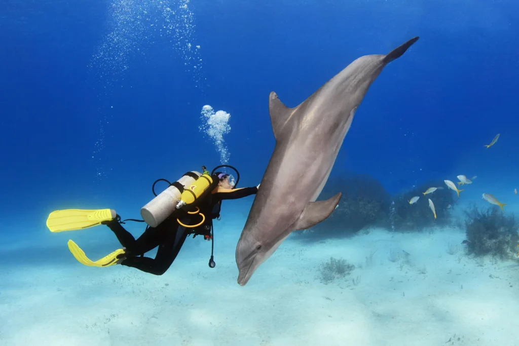 Diving with dolphins is one of the most exciting activities on Egypt’s east coast.