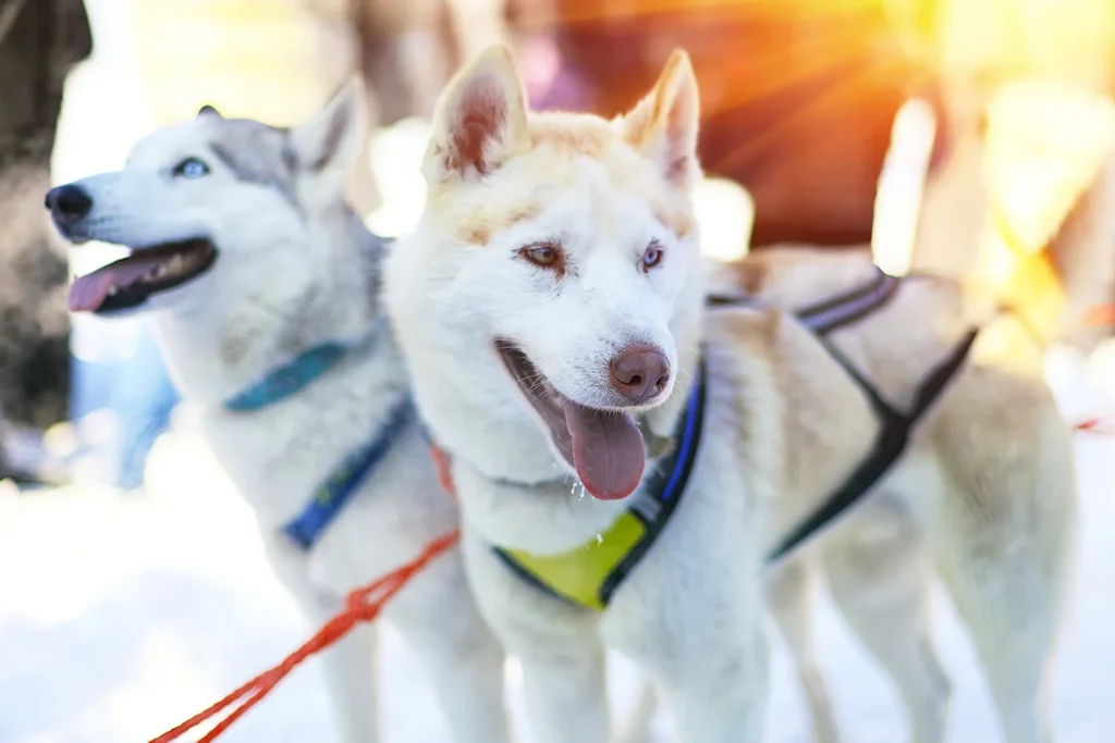 Dog sleds were once the primary mode of transport for the indigenous peoples of Lapland