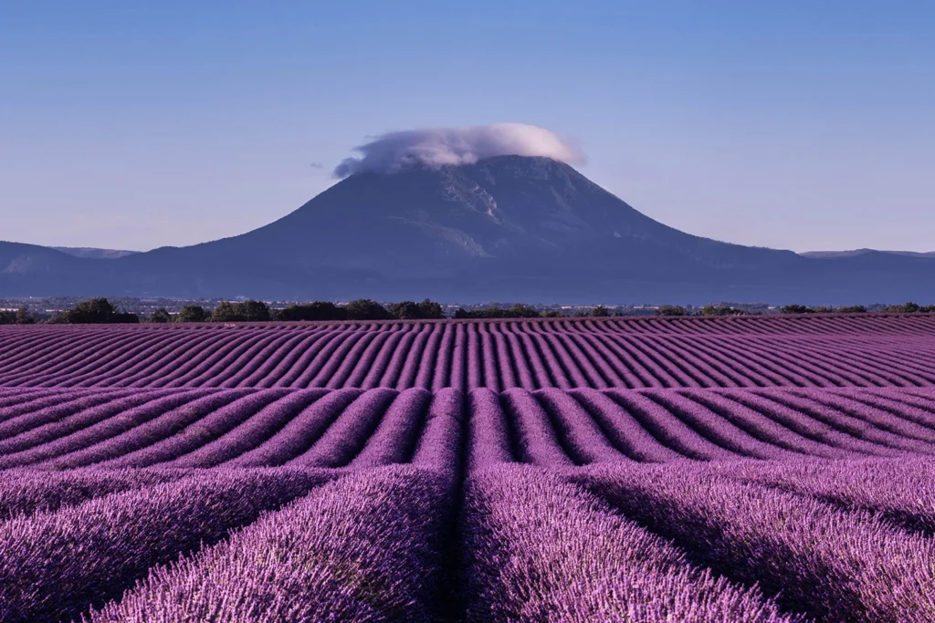 Beautiful lavender fields in Provence, near the town of Valensole.