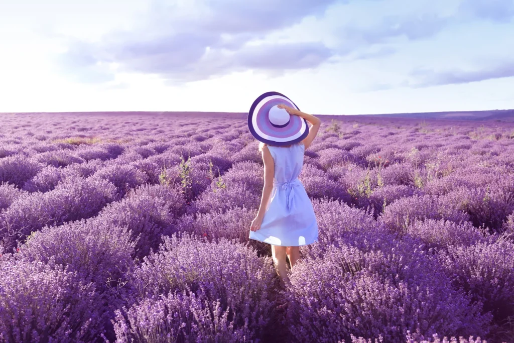 Lavender fields in Provence.