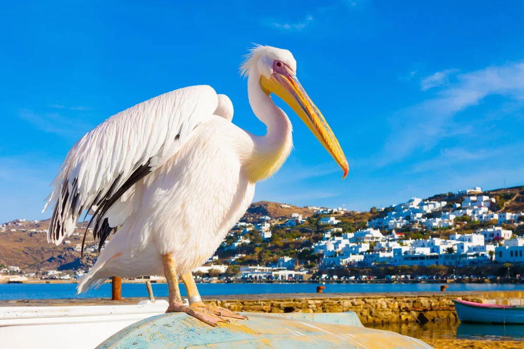 Pelicans are an inseparable part of the Mykonos landscape.