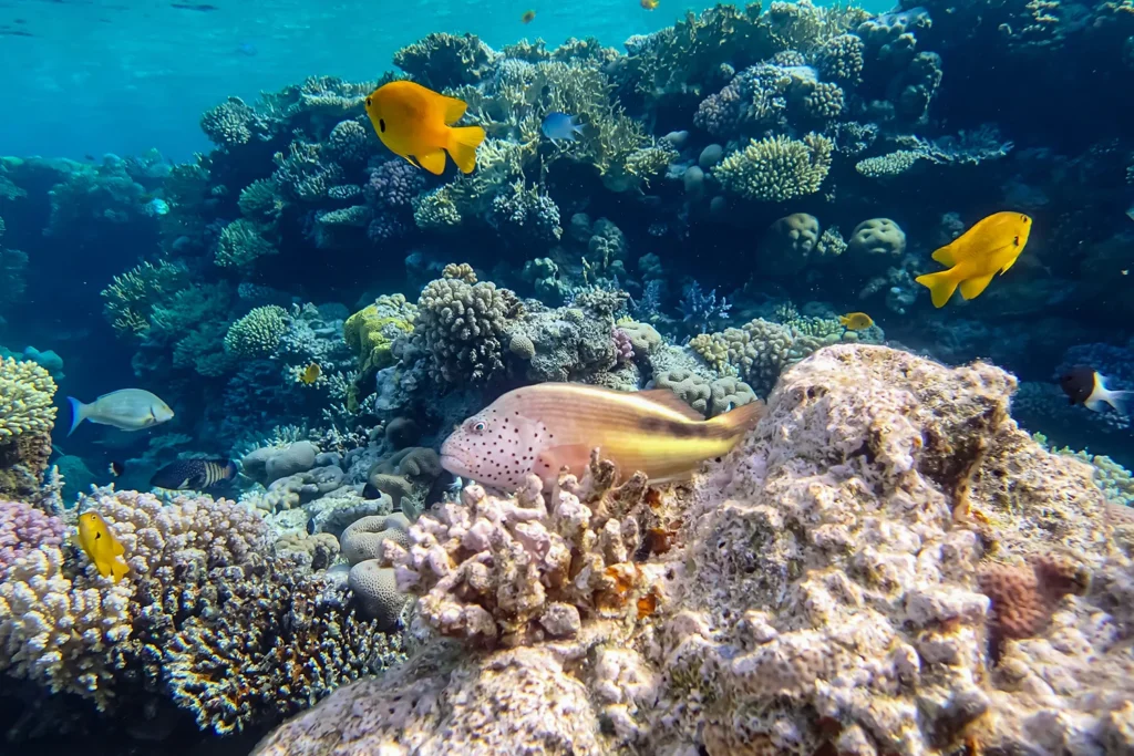 The coral reefs of Ras Mohammed National Park are among the most popular reefs in the world.