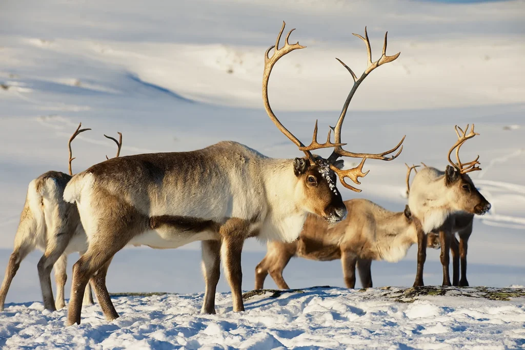 While in Rovaniemi, it’s hard to miss herds of reindeer grazing near the forests