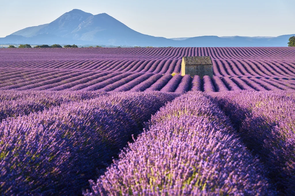 Lavender fields are one of the most iconic landscapes in Provence