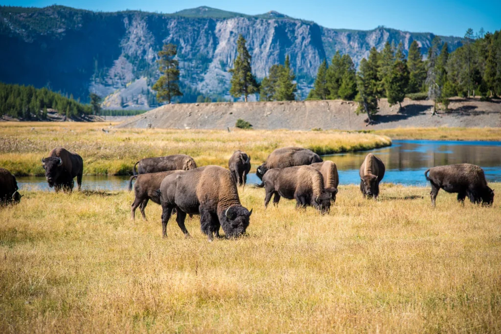 Among the park’s main species, wild bison are the most famous.