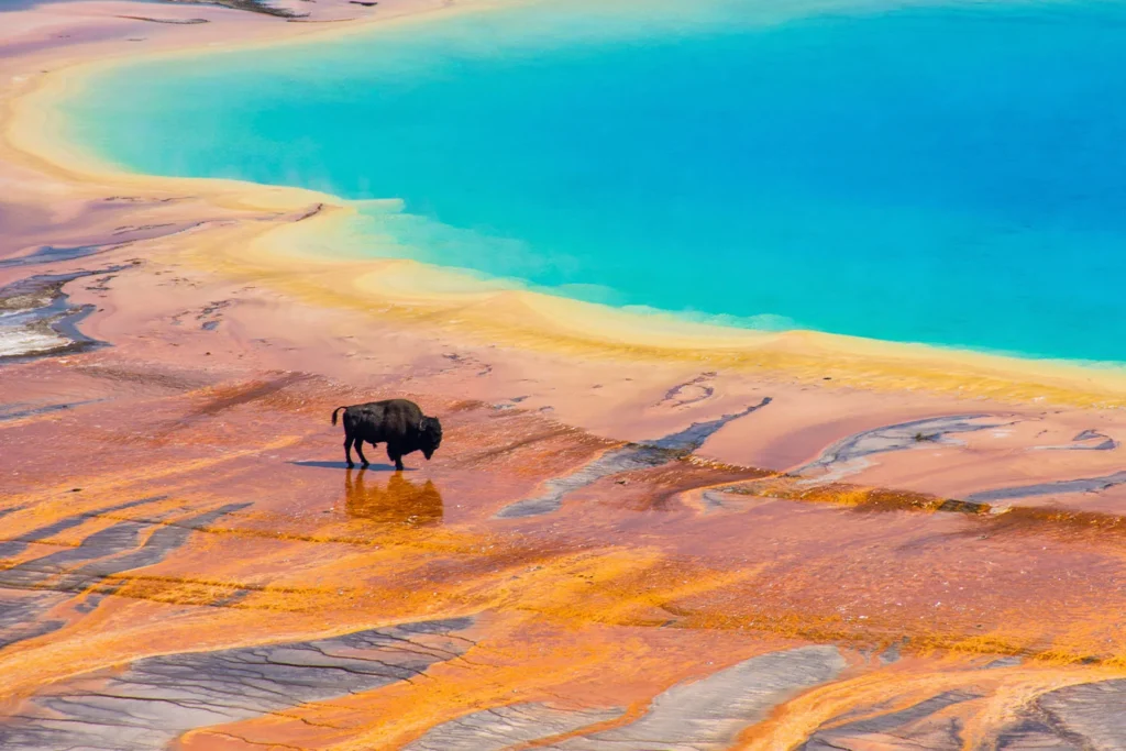 The colors of the park’s hot springs are thanks to the thermophiles living in them.