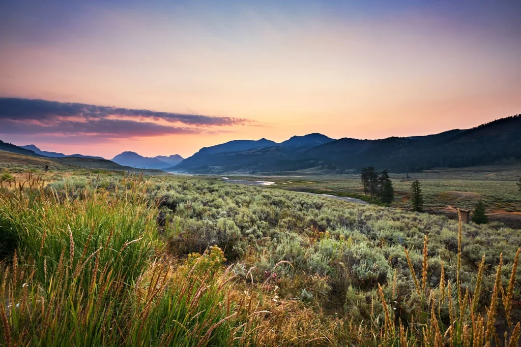 The vegetation in Yellowstone is breathtaking for every visitor.