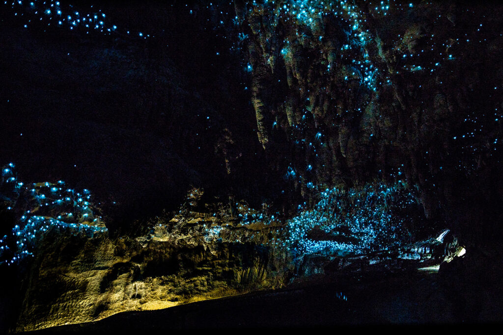 These tiny creatures living in the caves are the main attraction drawing thousands of tourists to this site.